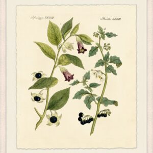 Botanical Study 1