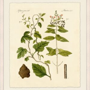 Botanical Study 2