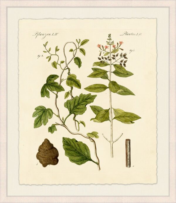Botanical Study 2