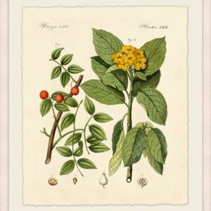 Botanical Study 3