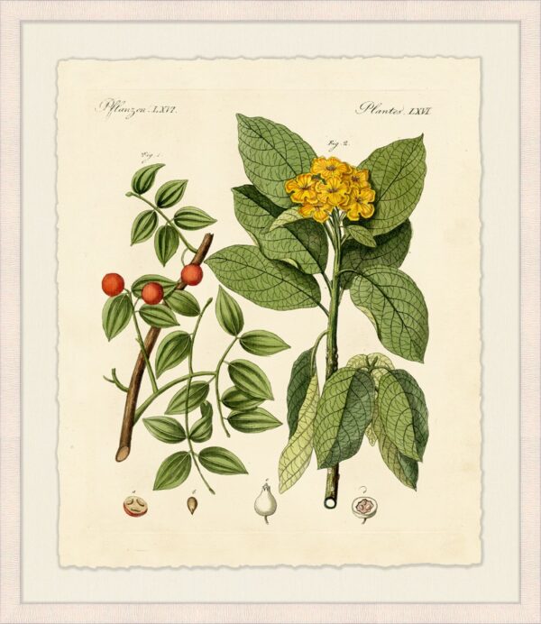Botanical Study 3